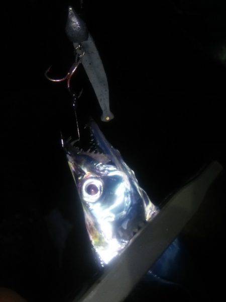 淡路島アジング&タチウオ!