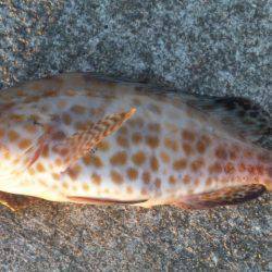 タチウオと底物！！