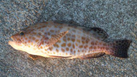 タチウオと底物！！