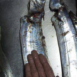 タチウオ　ジギング