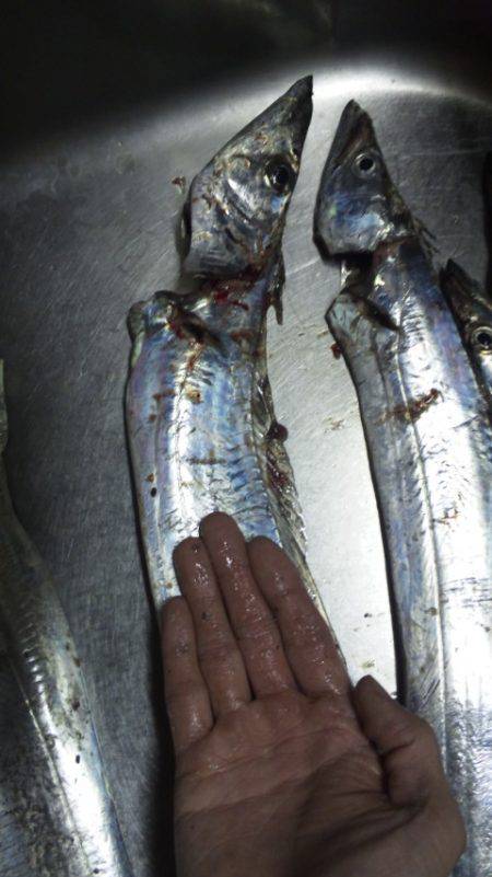 タチウオ　ジギング