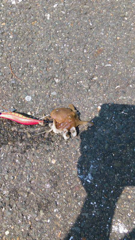 アコウとイイダコ