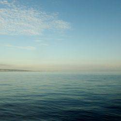 サゴシにツバスに小アジに・・・・・ナマコw