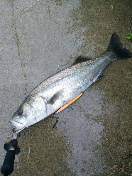 レンジエフェクト