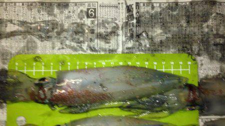 地元でケンサキ