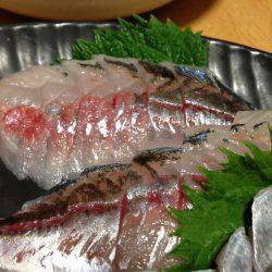 チビ太刀幼稚園、太ったアジで大満足