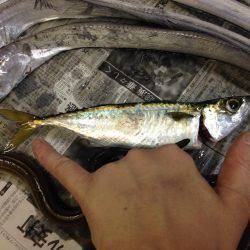 アナゴ時々ちびガッシー