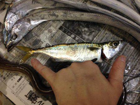 アナゴ時々ちびガッシー