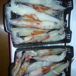 敦賀でイカメタル