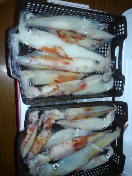 敦賀でイカメタル