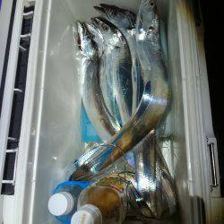 タチウオ復活か?