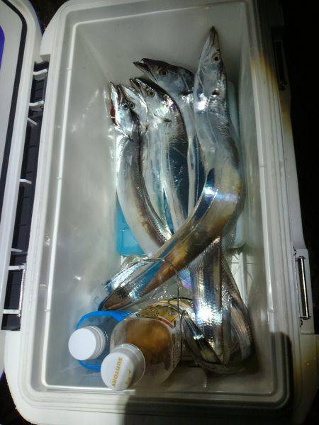 タチウオ復活か？