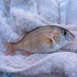 アジュール舞子でサビキ