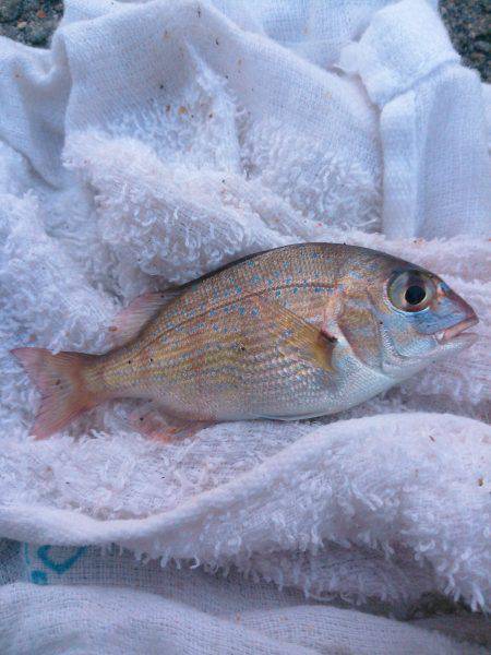 アジュール舞子でサビキ