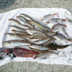 早朝から洲本港でキス狙い