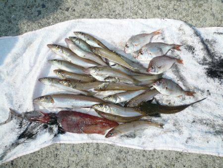 早朝から洲本港でキス狙い