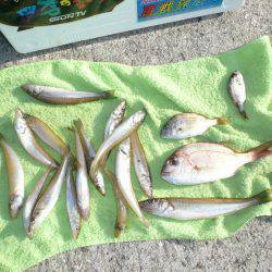 夜釣りから快適釣行