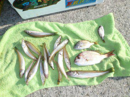 夜釣りから快適釣行