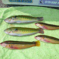 二見港水道へ釣行しました