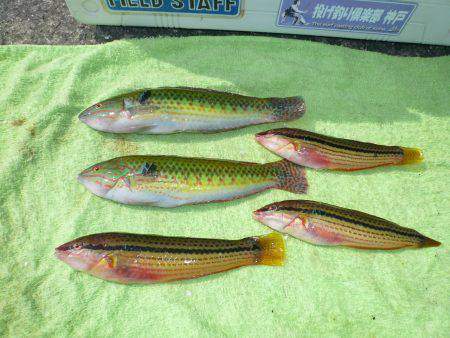 二見港水道へ釣行しました