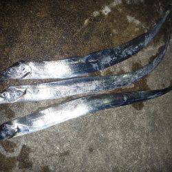 タチウオ狙いのハズが。。。