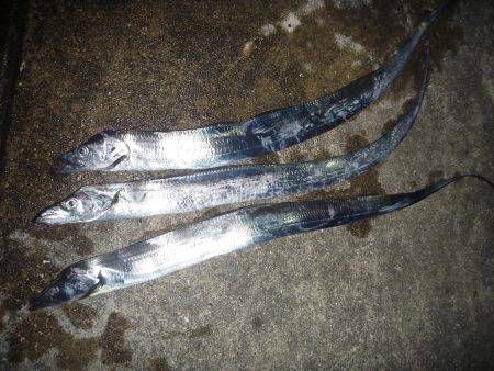 タチウオ狙いのハズが。。。