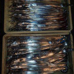 武庫一でタチウオ乱舞♪