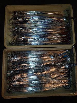 武庫一でタチウオ乱舞♪