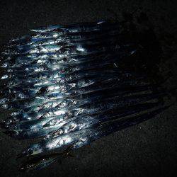 タチウオ連発♪