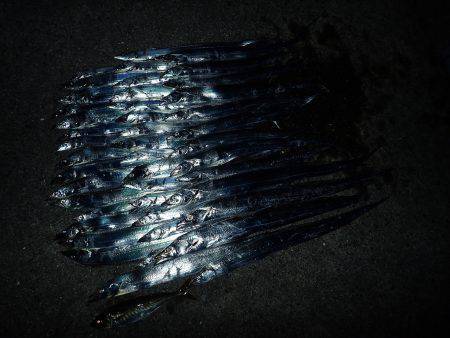 タチウオ連発♪