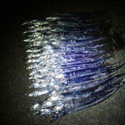 連日の爆釣劇♪