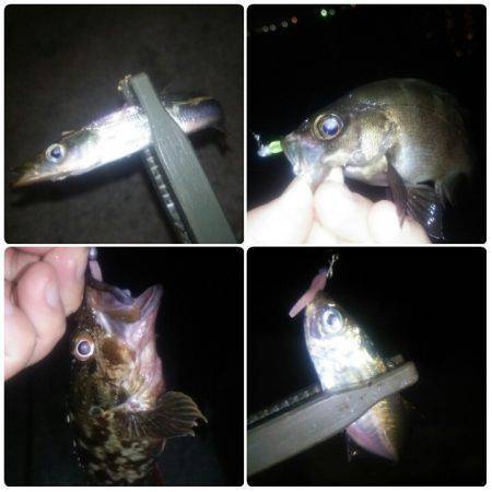 タチウオ連打！良型アジも！