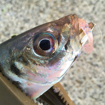 南風強・阪南アジング!