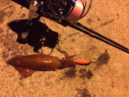 ショアのライケンゲーム