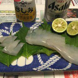 剣先イカ エギング