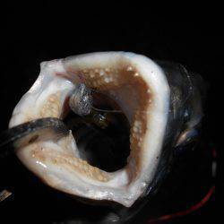 久し振りにチニング