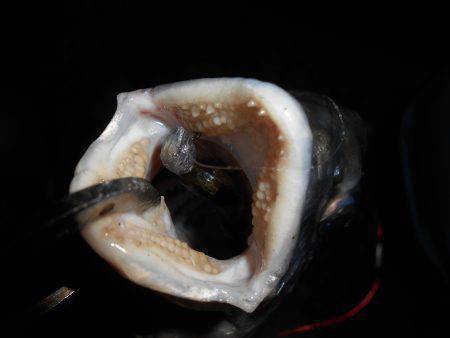 久し振りにチニング