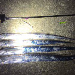 短時間新子調査と太刀魚