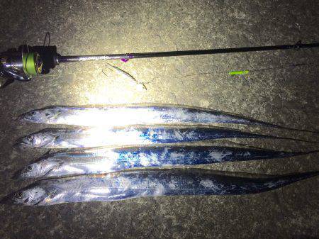 短時間新子調査と太刀魚