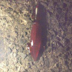 アオリイカ、キター！