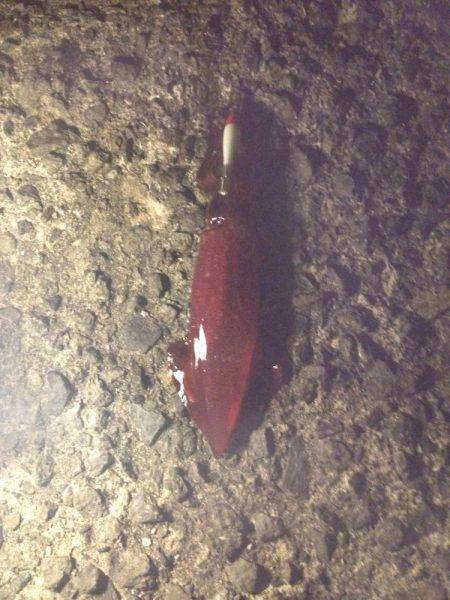 アオリイカ、キター！