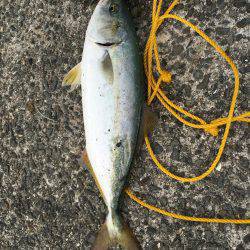 ツバス、アジ、好調