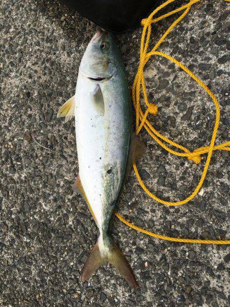 ツバス、アジ、好調