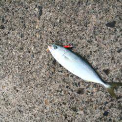 久しぶりの釣り