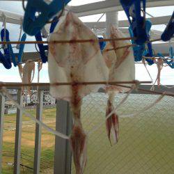 リベンジエギング