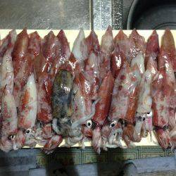 まったりエギング。