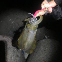 アオリイカ現る‼︎