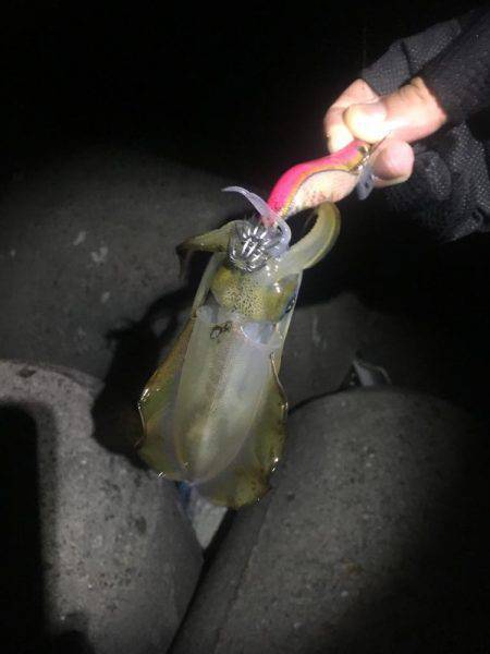 アオリイカ現る‼︎