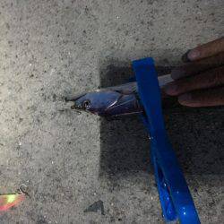 サゴシ不発、   タチウオ当たり