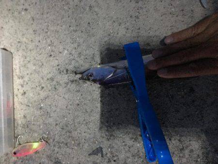 サゴシ不発、   タチウオ当たり